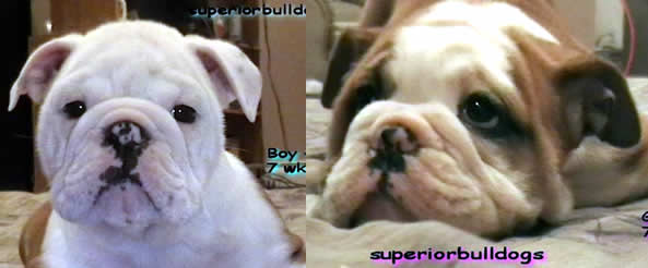 English bulldog puppies for sale